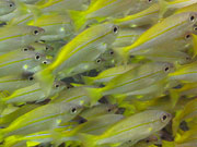 Yellow fish shoal, KwaZulu-Natal. Photo By Richard Madden