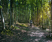 Woodland walks