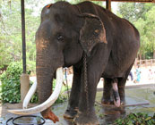 Pinnawala & riding elephants