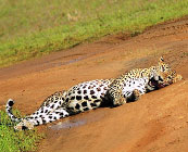 Wilpattu National Park