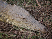 Crocodile, KwaZulu-Natal. Photo by Richard Madden