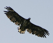 Wildlife