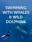 Swimming with whales & wild dolphins