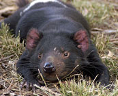 Wildlife