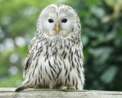 Wildlife