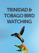 Trinidad and Tobago bird watching 