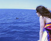 Dolphin watching