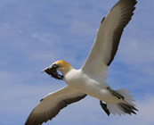 Wildlife