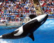SeaWorld