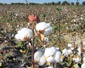 Cashmere & cotton