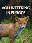 Volunteering in Europe 