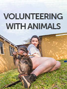 Volunteering with animals