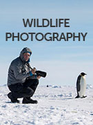 Wildlife photography