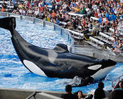 Captive cetaceans