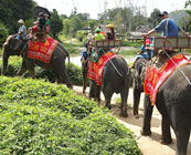 Elephant trekking