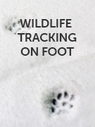 Wildlife tracking on foot