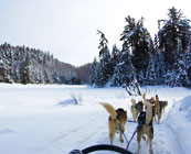 Dog sledding in the Yukon