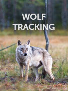 Wolf tracking