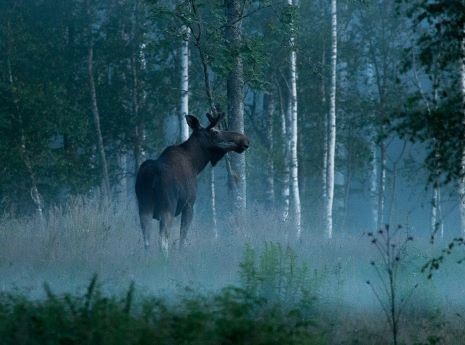 Moose Tracking Holidays in Sweden