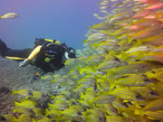 Yellow fish, KwaZulu-Natal. Photo By Richard Madden