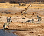 Wildlife