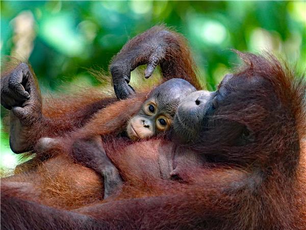 Borneo wildlife vacation