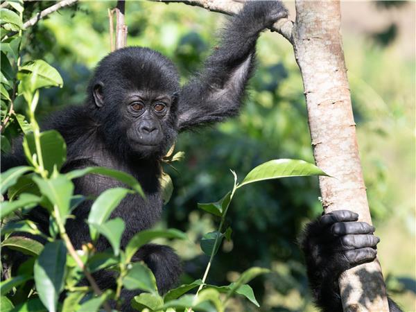 Rwanda, Uganda and Kenya camping safari, gorillas & the Mara
