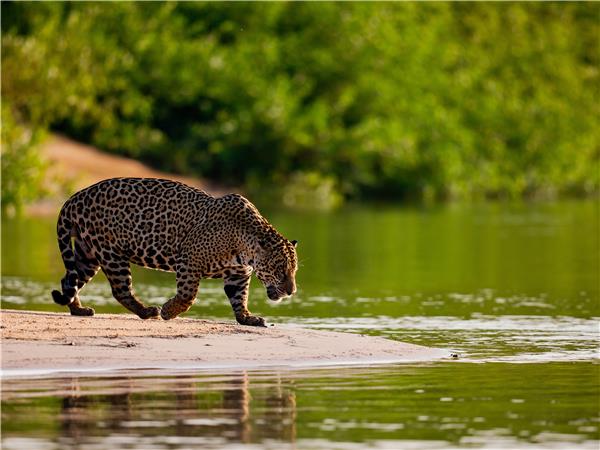 Jaguar watching vacation in Brazil