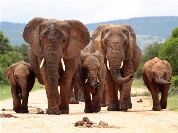 South Africa, eSwatini and Lesotho vacation