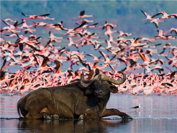 Kenya and Tanzania safari adventure