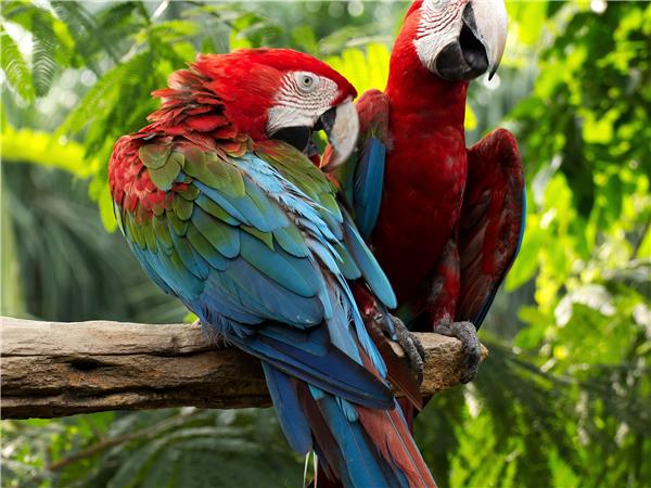 Inca trail & Amazon Rainforest vacation