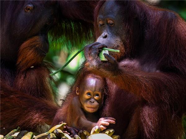 Borneo family vacation to see Orangutans