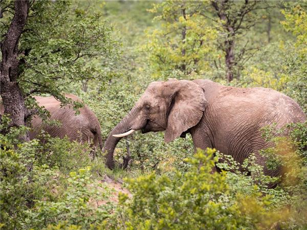 Premium Botswana small group vacation