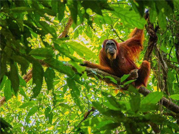 Sumatra small group vacation