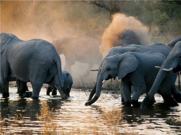 Botswana highlights and Caprivi guided tour