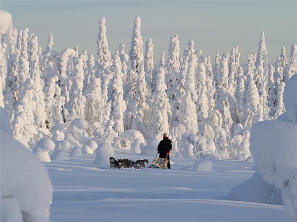 好評超激安 iittala [ご予約品] Winter in Finland 2003 ガラスカード ヘルヤの通販 by ミッフィ−オ's  shop｜イッタラならラクマ