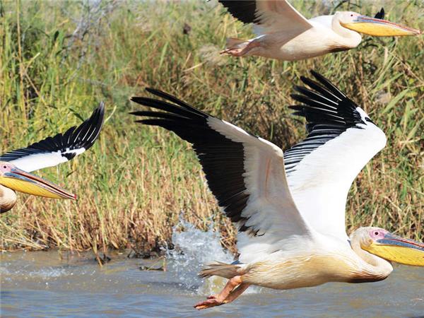 Senegal and Gambia river cruise