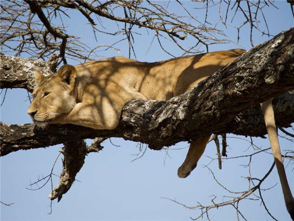 Tanzania wildlife vacation, Serengeti safari