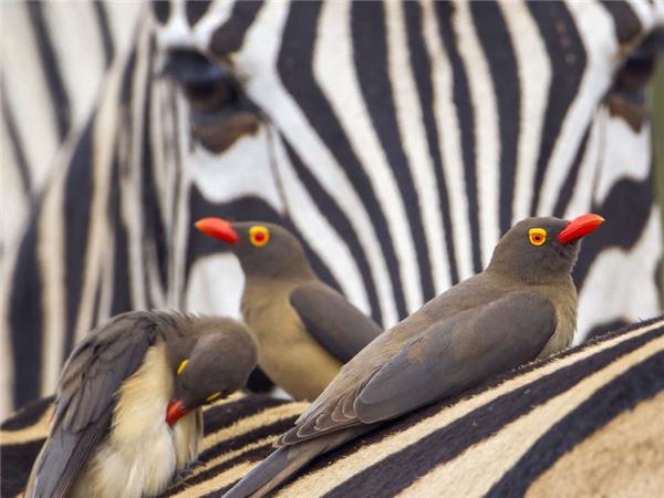 Kruger, Swaziland and South Africa's garden route vacation