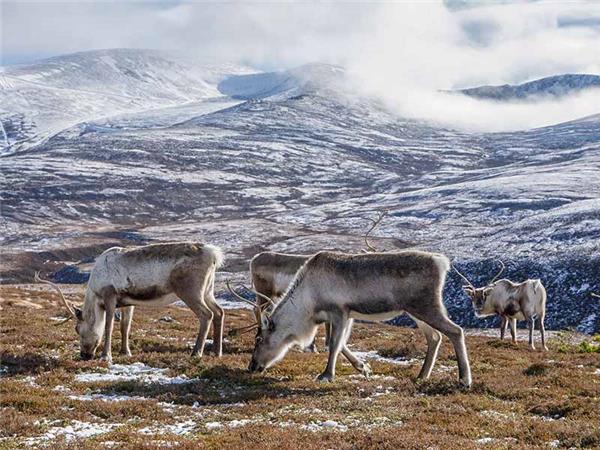 cairngorms-wildlife-winter-adventure-responsible-travel