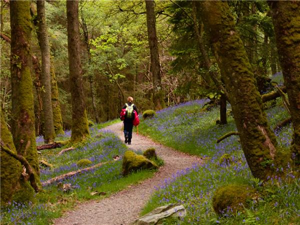 Milngavie to Inverarnan walk on the West Highland Way