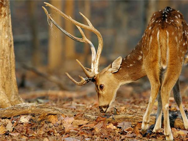 India tiger safari small group vacation