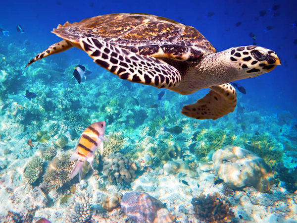 Maldives vacations, Dhoni cruise