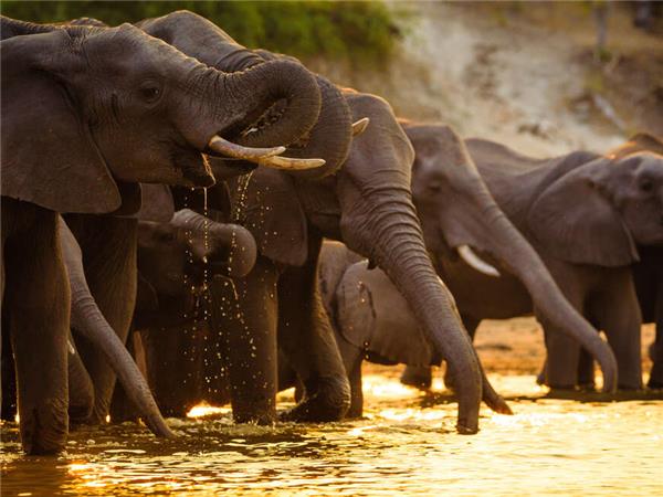 Botswana Wildlife vacation with added comfort