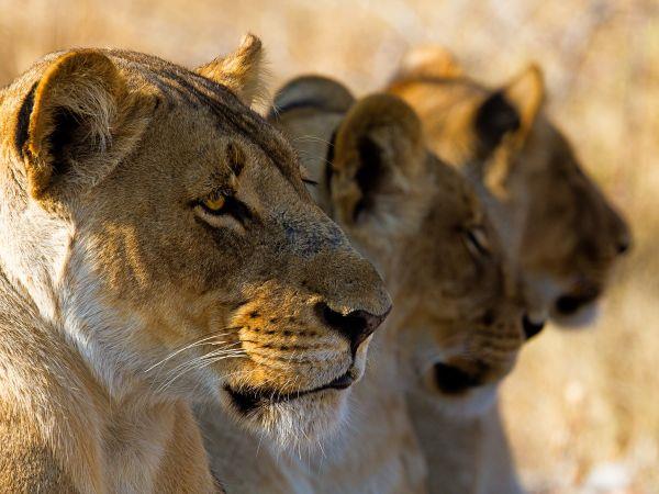 Tanzania small group vacation, safari & Serengeti