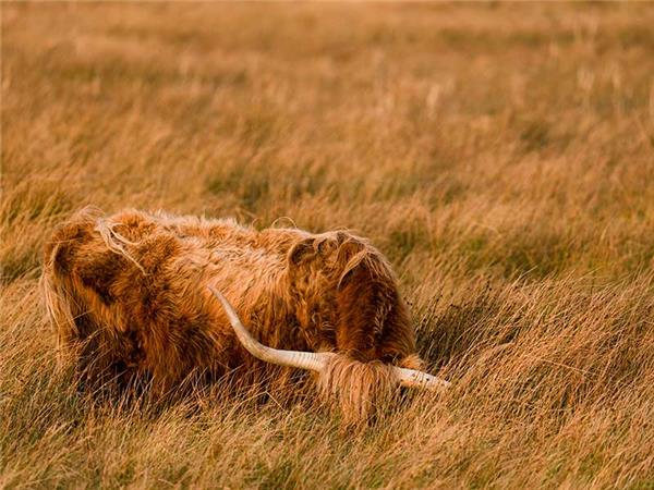 Inner Hebrides autumn wildlife tour, Scotland