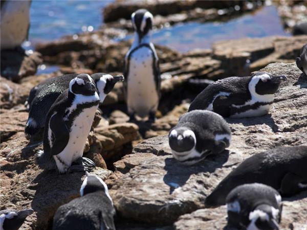 South Africa vacation, Cape escape