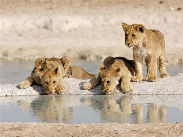 Namibia lodge safari vacation