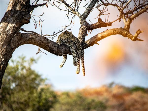 Walking safari in South Africa