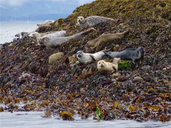 Mull, Staffa and Iona wildlife tour in Scotland